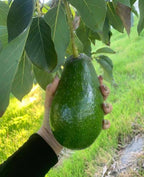 Avocado Zutano