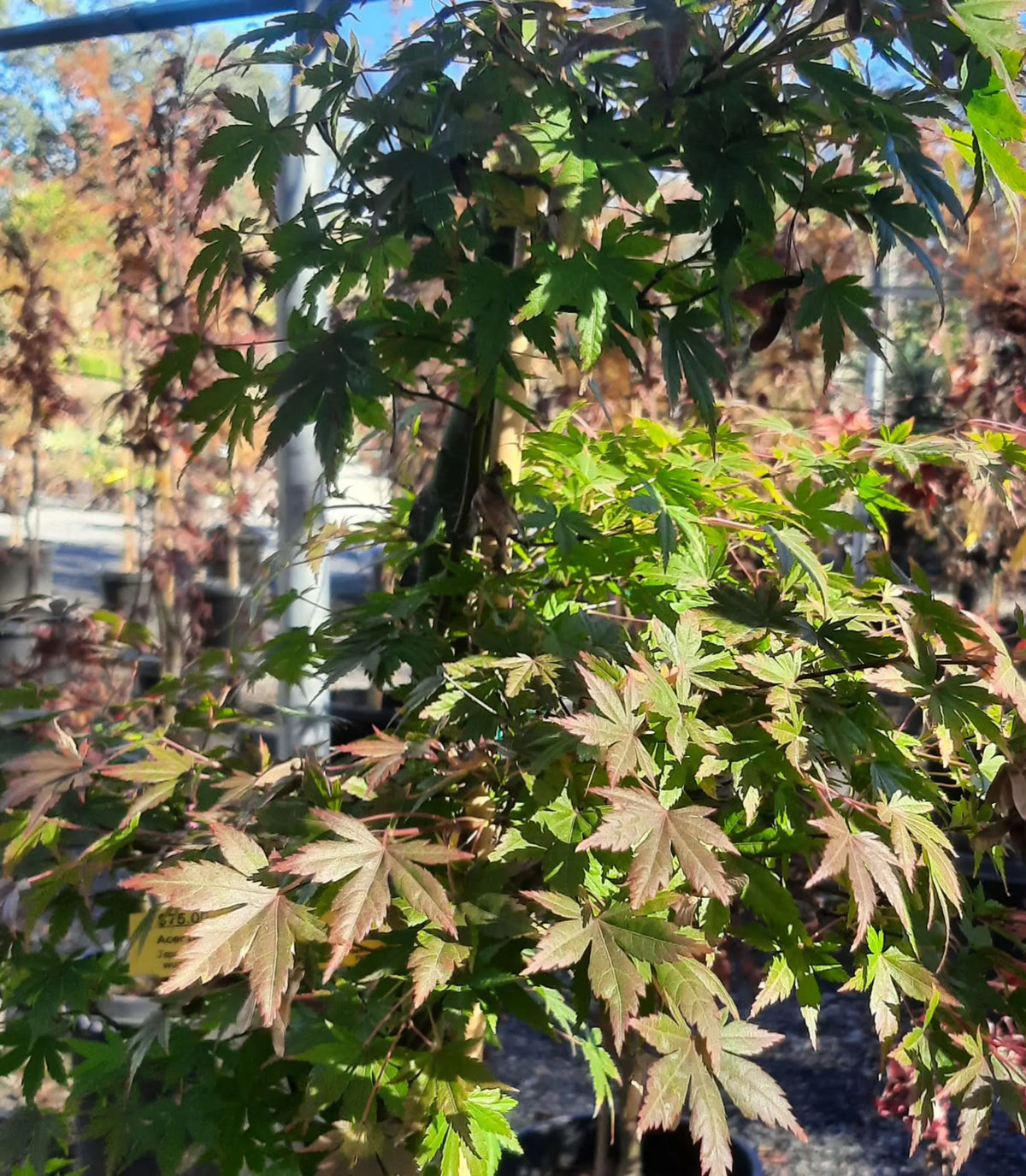 Acer palmatum (multi-stem form)