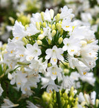 Agapanthus 'Ever White' TM