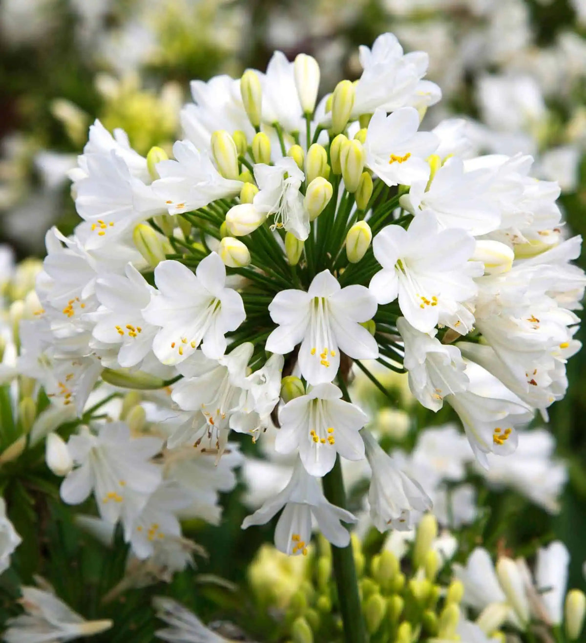Agapanthus 'Ever White' TM