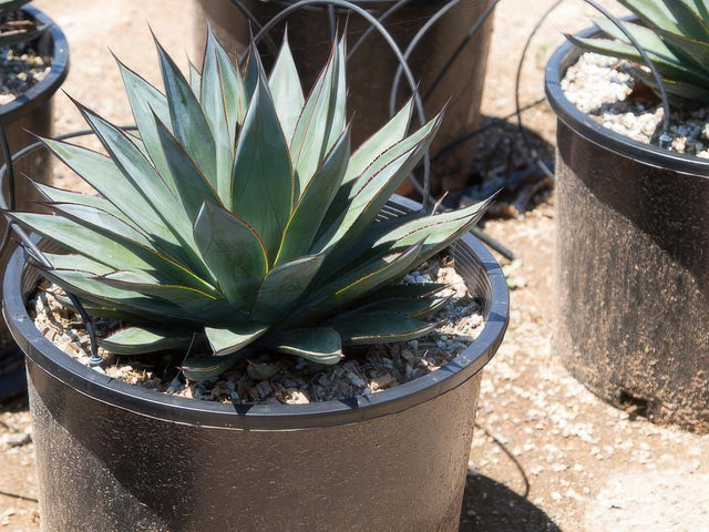 Agave 'Blue Glow' in Sedona