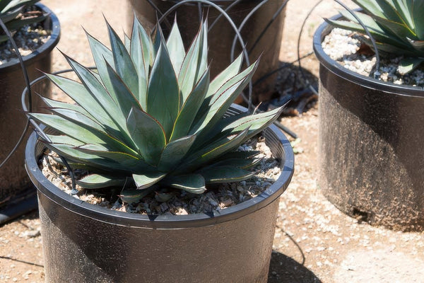 Xeriscape Plants