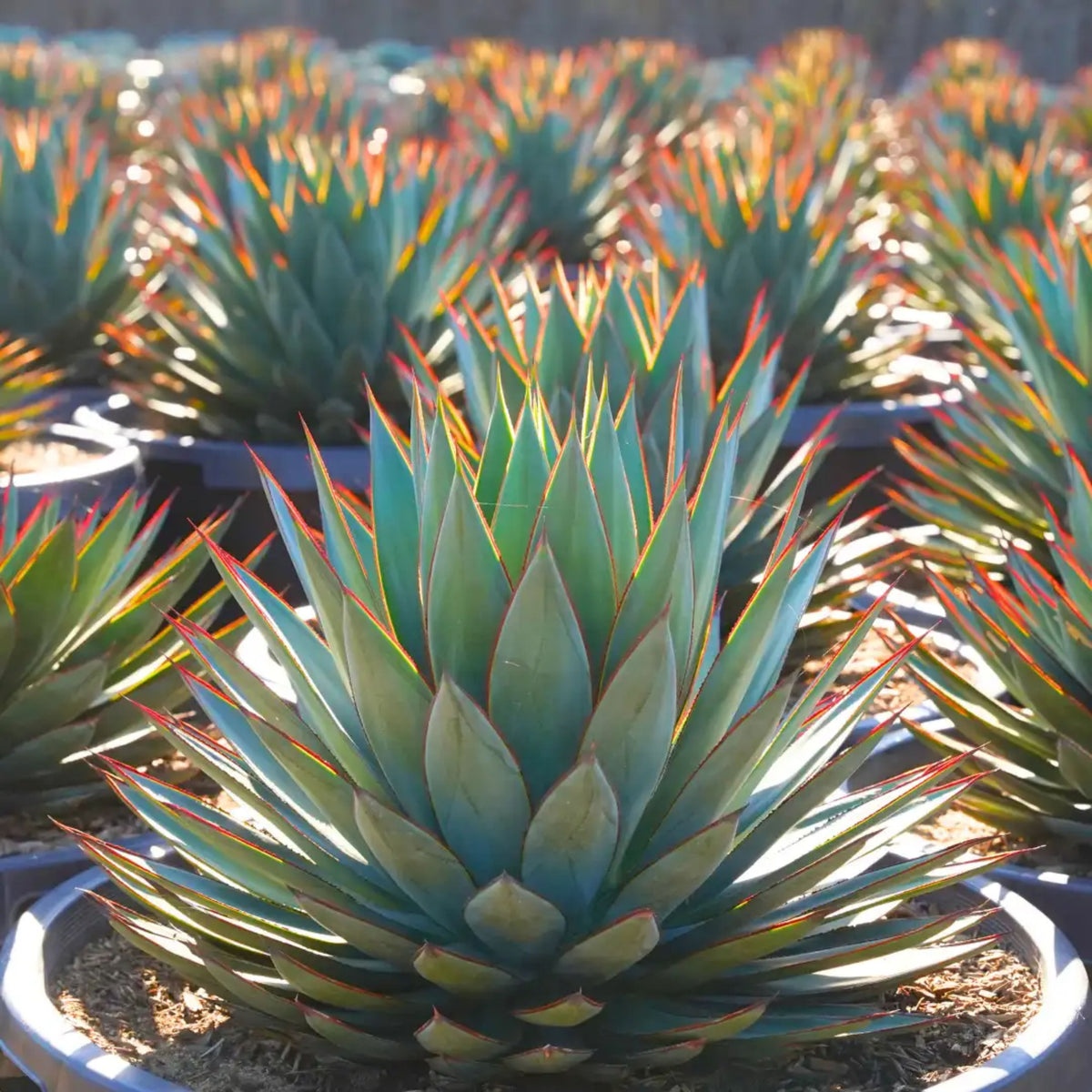 Agave 'Blue Glow'