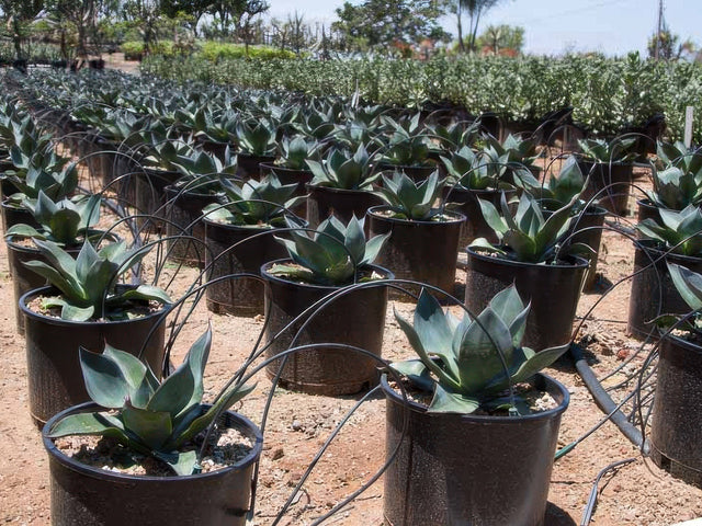 Agave celsii nova in Victorville
