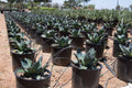 Agave celsii nova