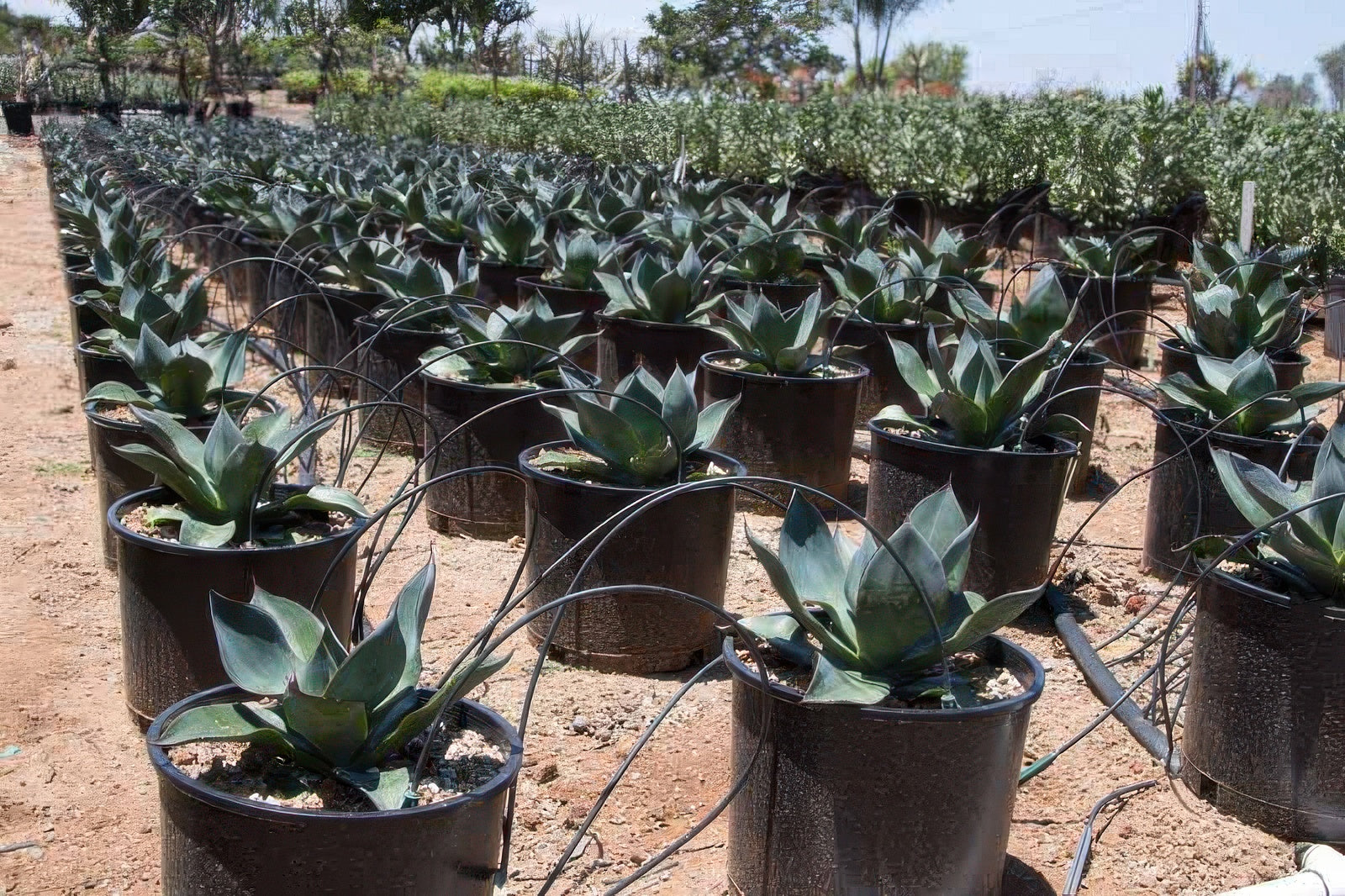 Agave celsii nova