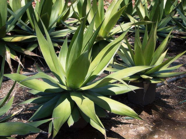 Agave chazaroi in Lancaster