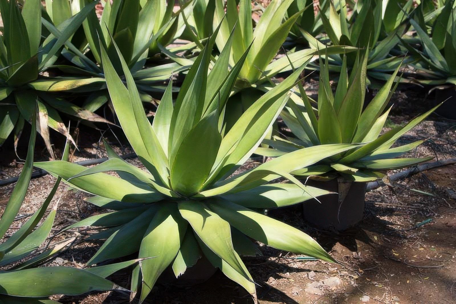 Agave chazaroi