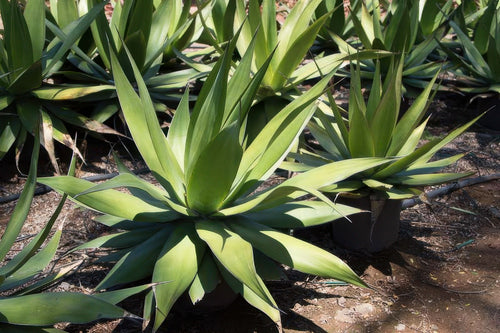 Agave chazaroi