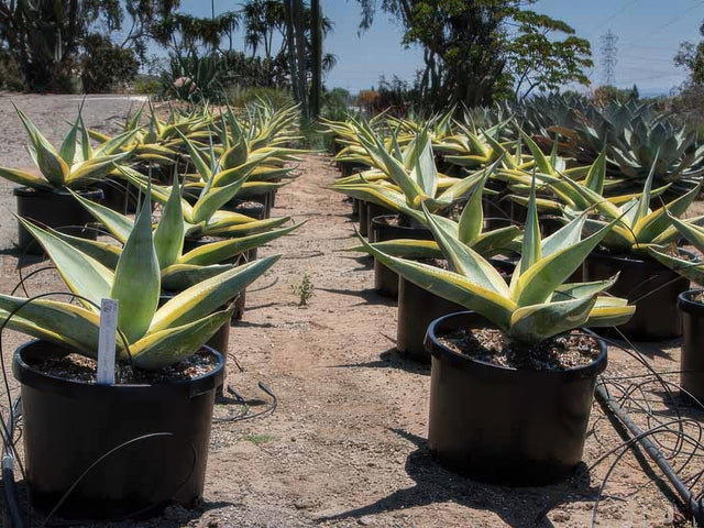 Agave guiengola 'Créme Brulee' in Lancaster