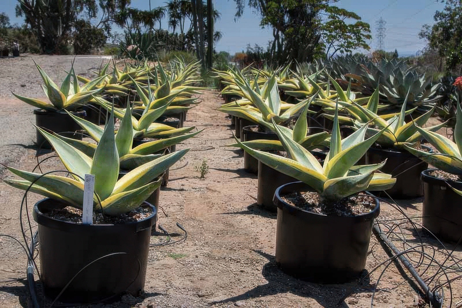 Agave guiengola 'Créme Brulee'
