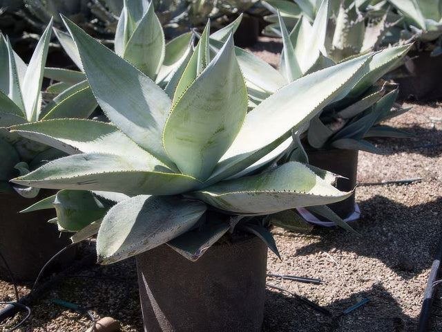 Agave guiengola 'Platinum' in Gilbert