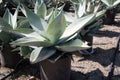 Agave guiengola 'Platinum'