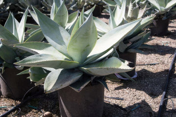 Agave guiengola 'Platinum'