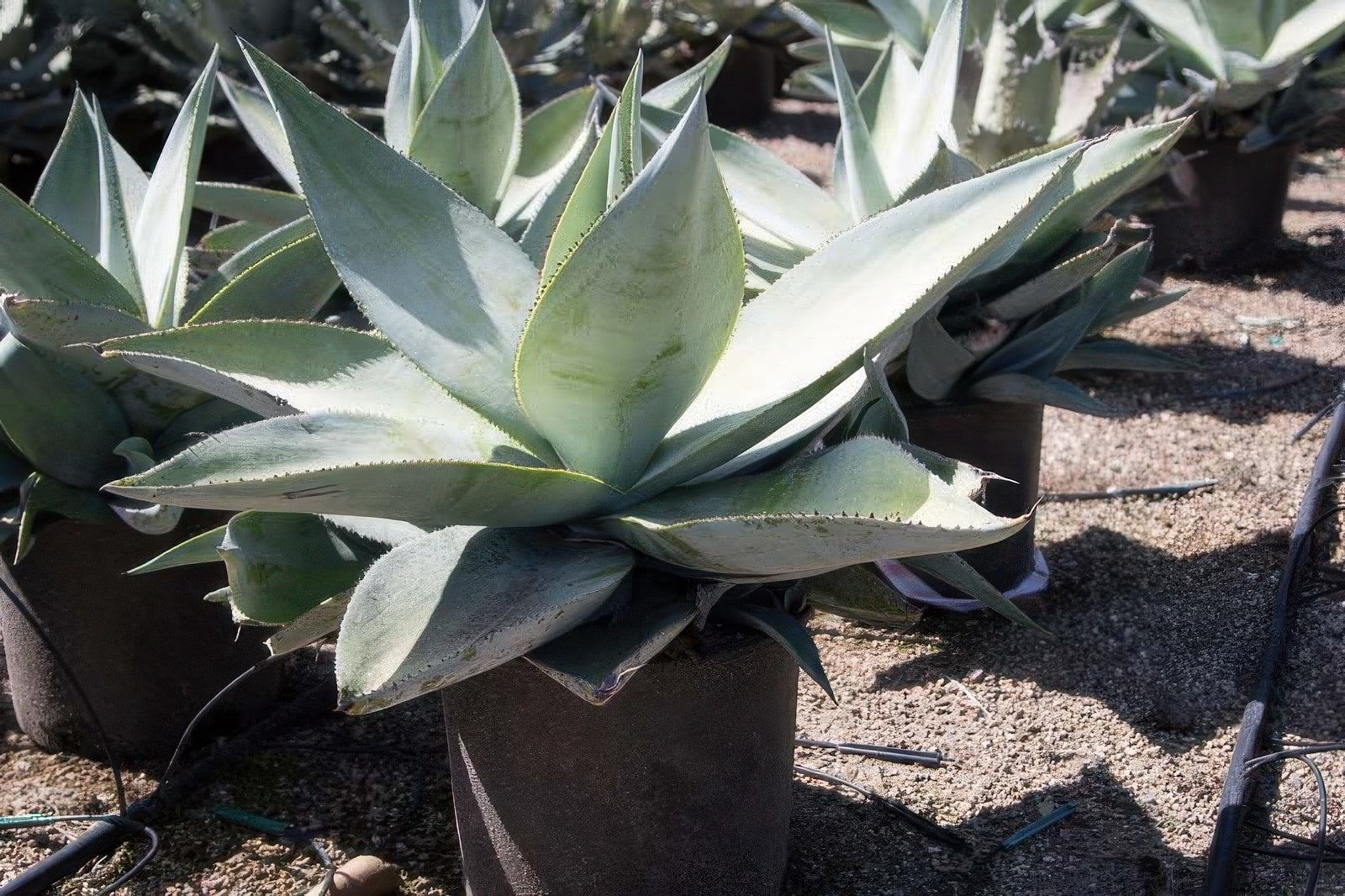Agave guiengola 'Platinum'
