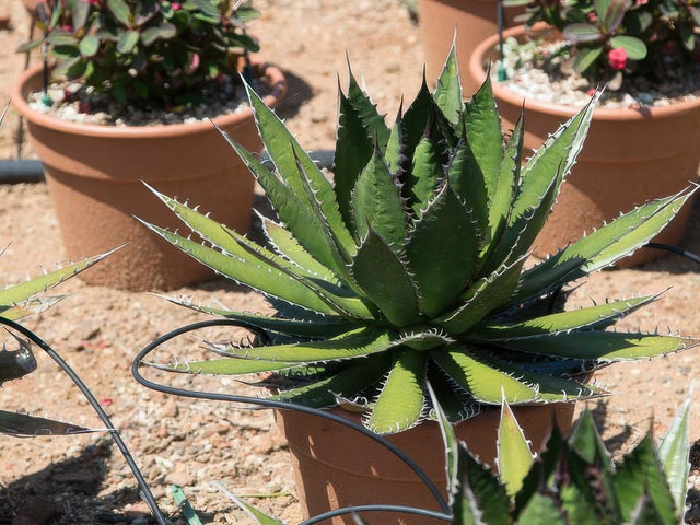 Agave horrida in Gilbert