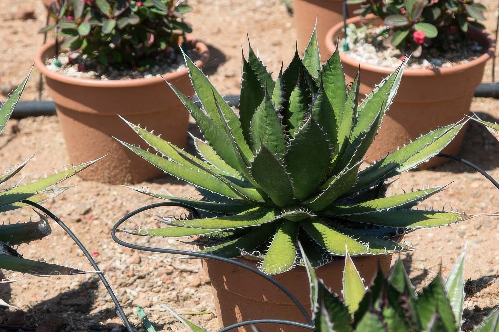 Agave horrida