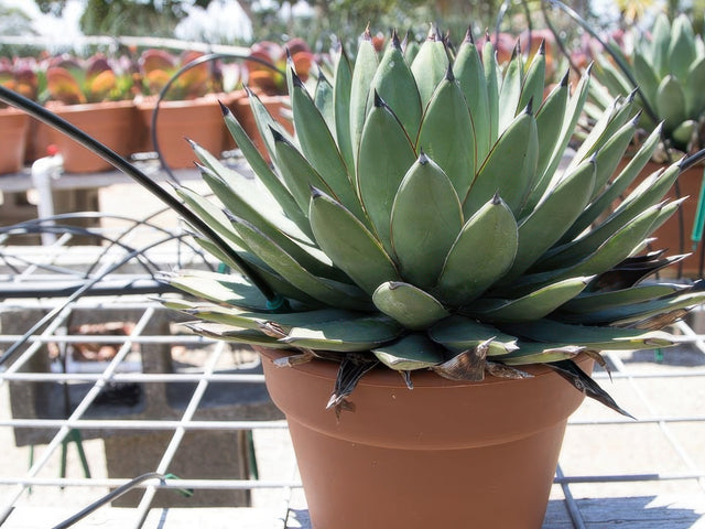 Agave 'Little Shark' in Sedona