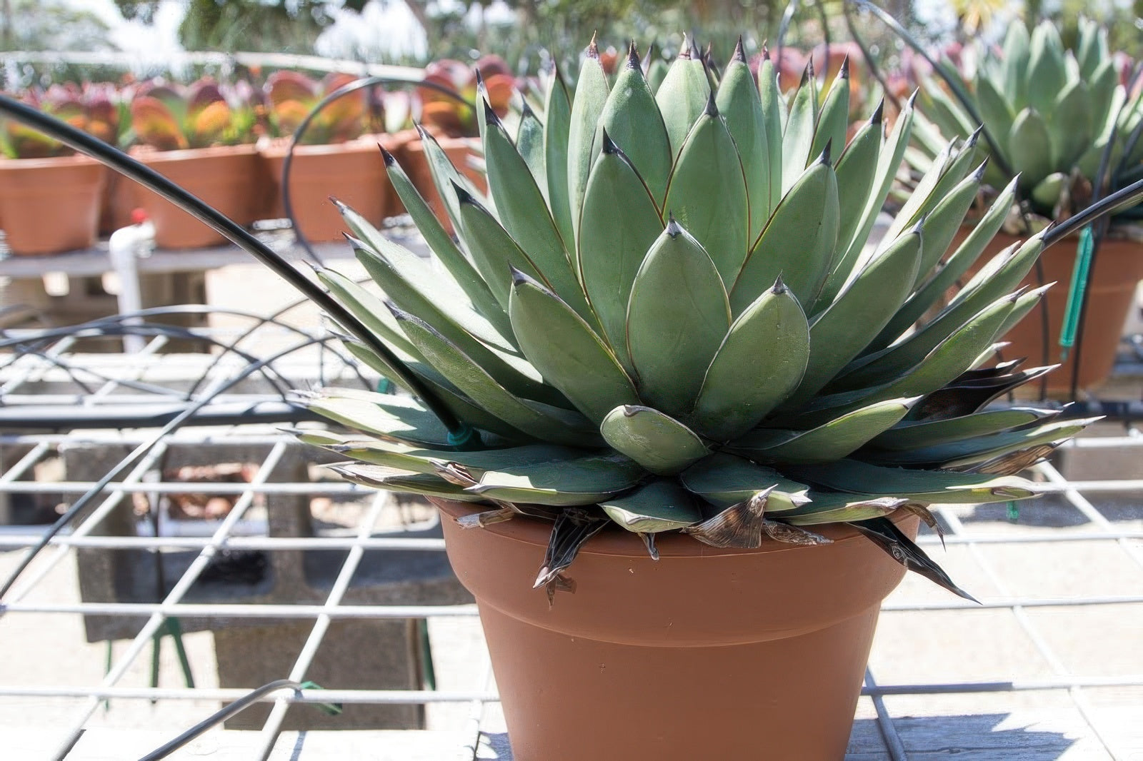 Agave 'Little Shark'