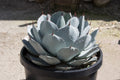Agave parryi truncata