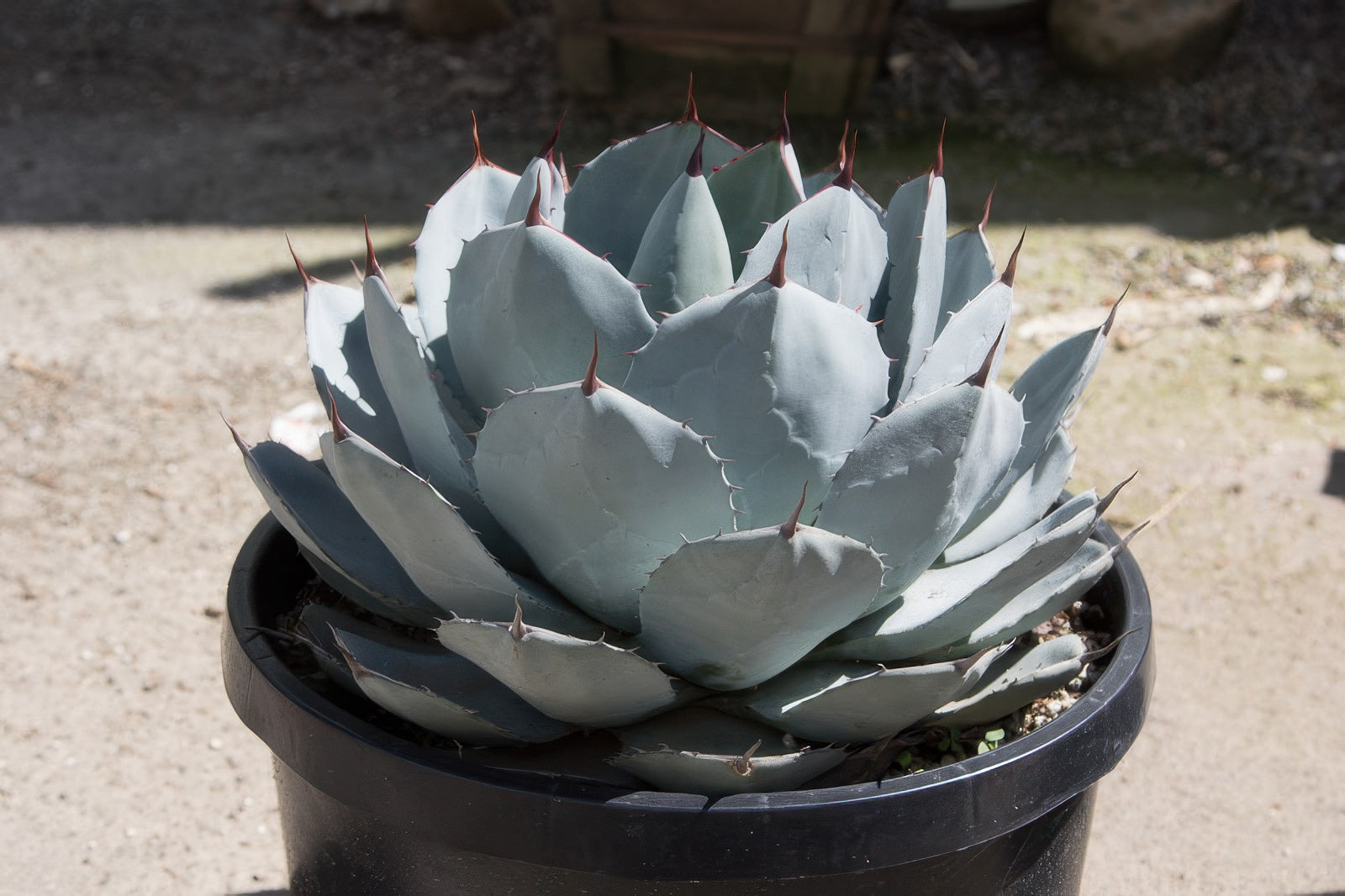 Agave parryi truncata