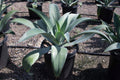 Agave pendunculifera