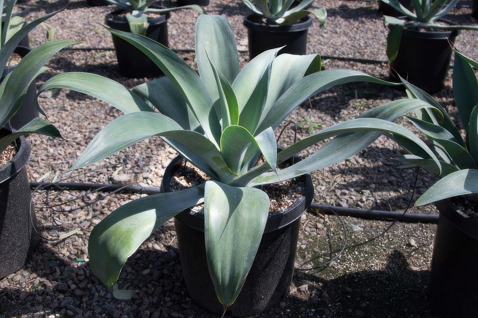 Agave pendunculifera