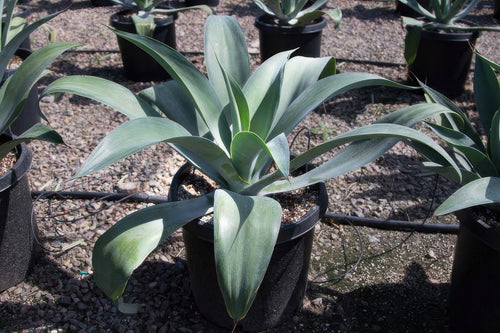 Agave pendunculifera