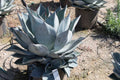 Agave pygmae