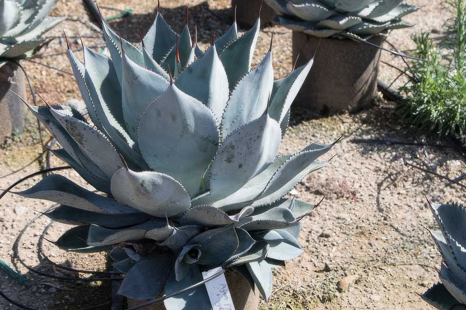 Agave pygmae