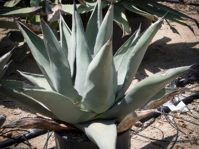 Agave 'Sharkskin' in Sedona