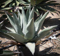 Agave 'Sharkskin'