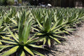 Agave impressa