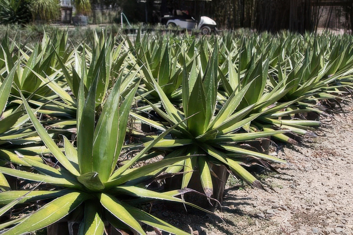 Agave impressa