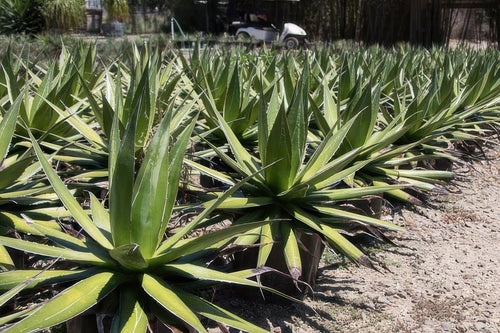 Agave impressa