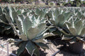Agave potatorum 'Cameron'