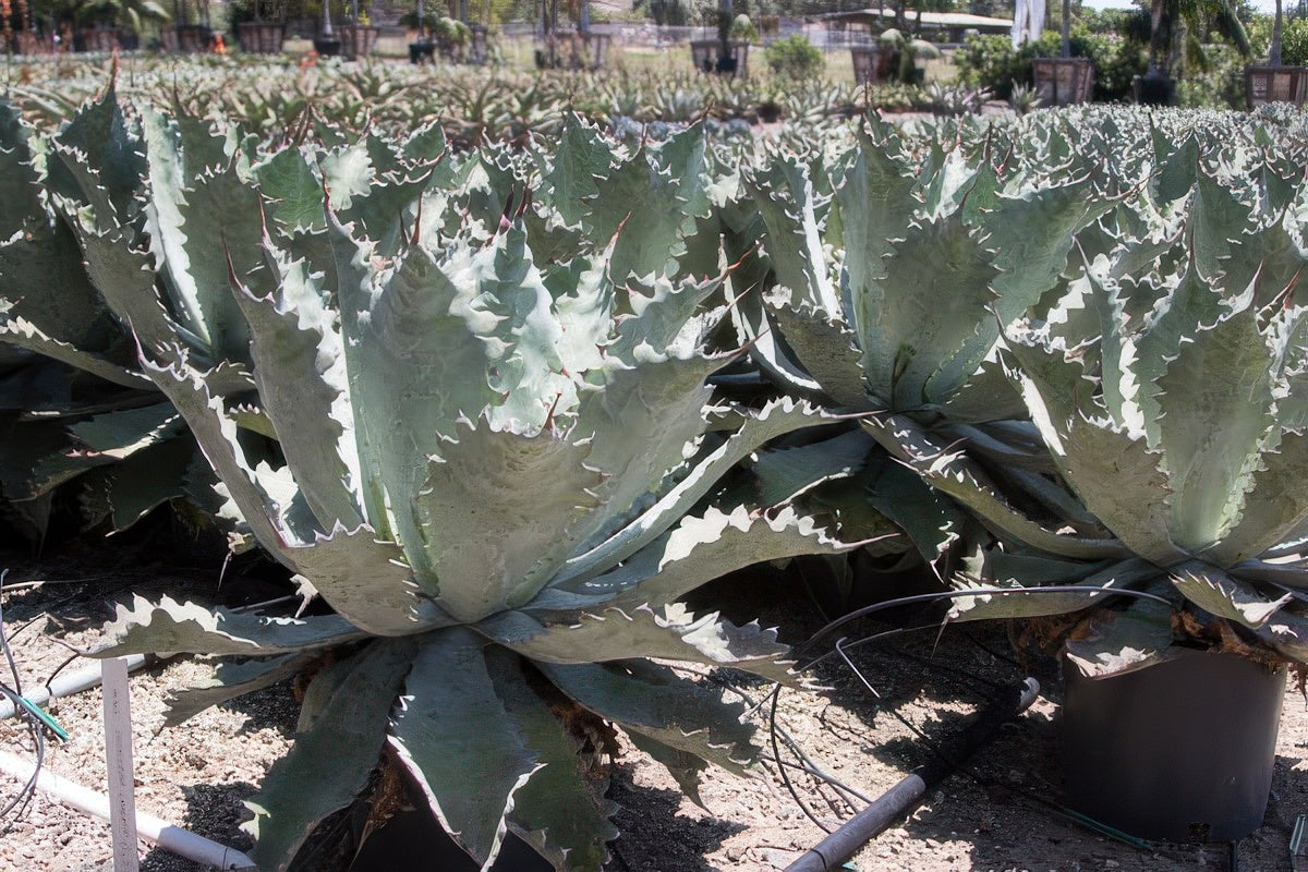 Agave potatorum 'Cameron'