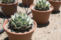 Agave potatorum Kickijokan
