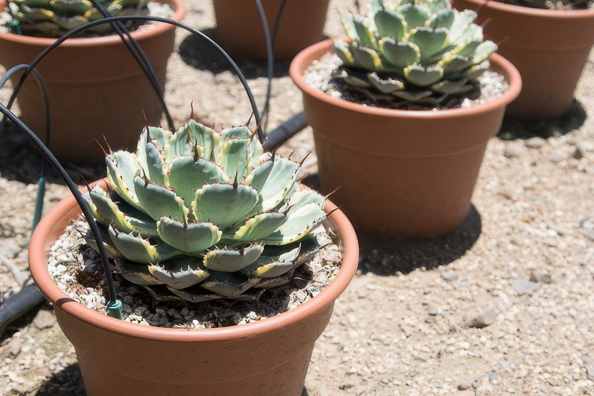 Agave potatorum Kickijokan