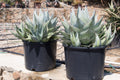 Agave sebastiana