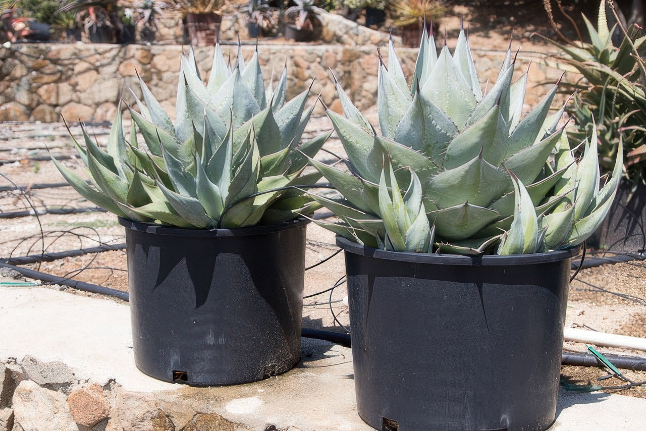 Agave sebastiana