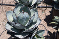 Agave titanota 'Black & Blue'