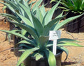 Agave weberi