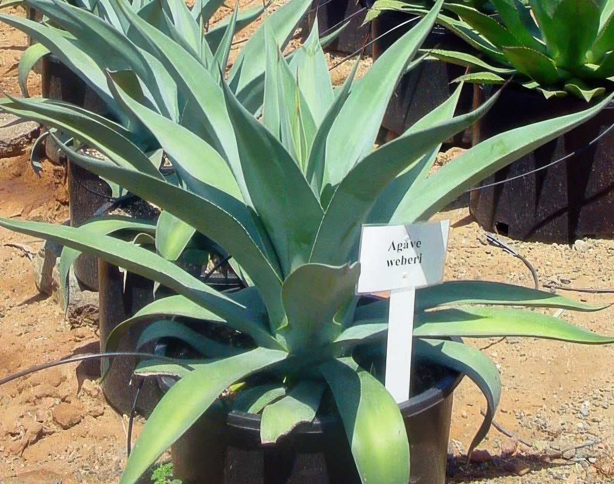 Agave weberi