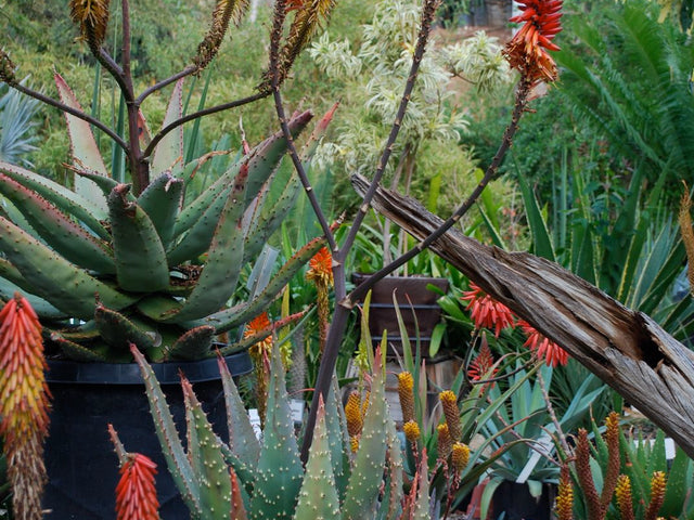 Aloe aculeata in Bakersfield