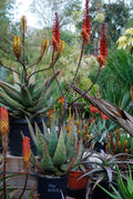 Aloe aculeata
