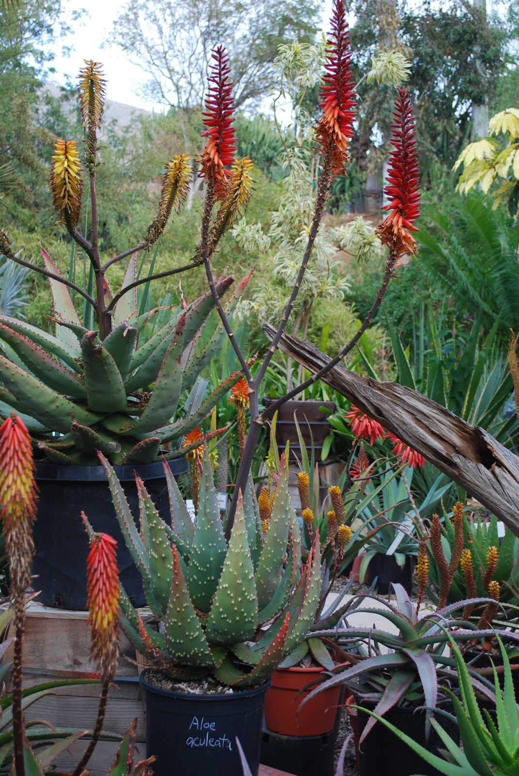 Aloe aculeata