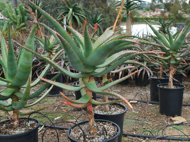 Aloe africana in Bakersfield