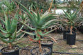 Aloe africana