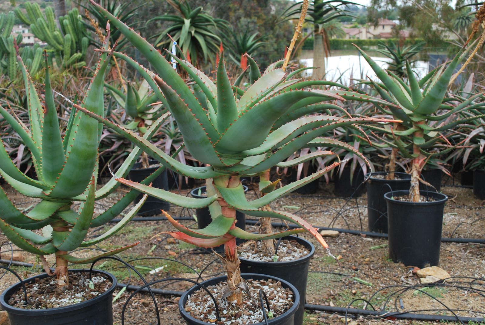 Aloe africana